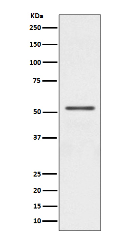 m00127 wb
