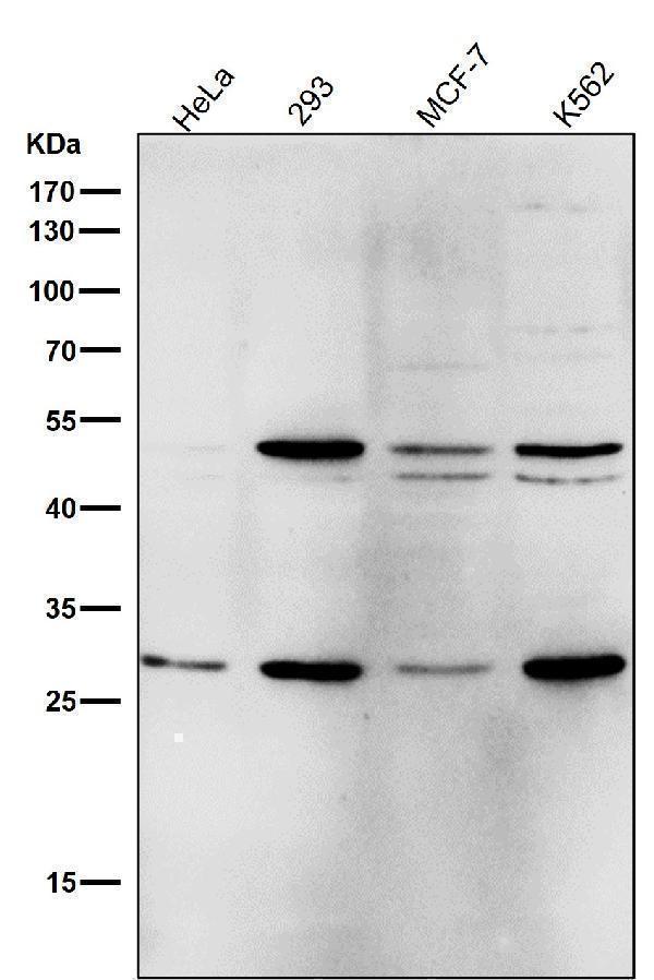 m00127 wb8