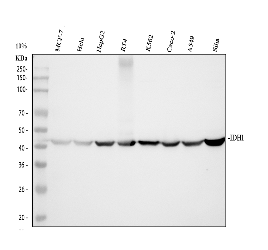 m00129 1 idh1 primary antibodies wb testing 1_1