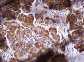 Immunohistochemical staining of paraffin-embedded Human pancreas tissue within the normal limits using anti-IDH1 mouse monoclonal antibody