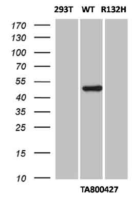 m00129 anti isocitrate dehydrogenase idh1 mouse monoclonal antibody clone id oti1d1 wb testing 1