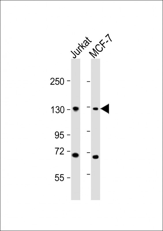 m00132 1 anti ctcf antibody center wb testing 2