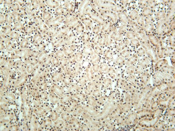 Mouse kidney was stained with anti-CTCF rabbit antibody