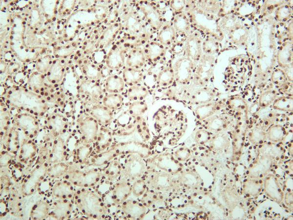 Rat kidney was stained with anti-CTCF rabbit antibody