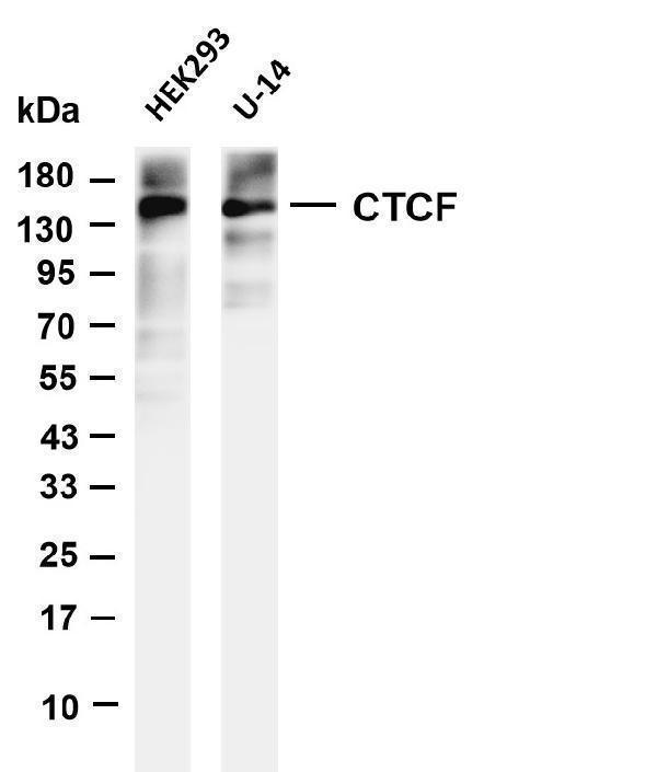Various whole cell lysates were separated by 4-20% SDS-PAGE, and the membrane was blotted with anti-CTCF antibody
