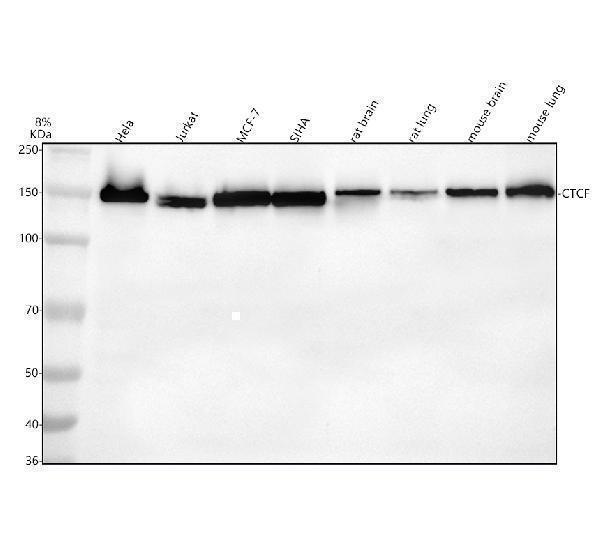 m00132 ctcf primary antibodies wb testing 1