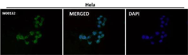 m00132 icc1