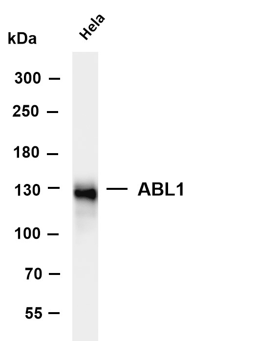 m00133 1 abl1 primary antibodies wb testing 1
