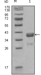 m00133 abl1 primary antibodies wb testing 1