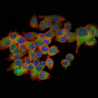 Immunofluorescent staining data of EIF4E using Anti-eIF4E Monoclonal Antibody (M00135-1)