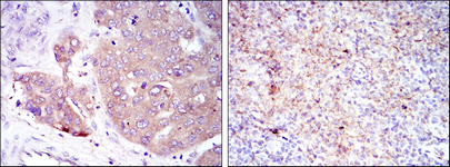 Immunohistochemistry validation of EIF4E using Anti-eIF4E Monoclonal Antibody (M00135-1)