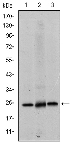 Western blotting validation for Anti-eIF4E Monoclonal Antibody M00135-1
Western Blot (WB) analysis using eIF4E Monoclonal Antibody against HeLa (1)