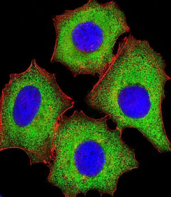 Immunofluorescent analysis of 4% paraformaldehyde-fixed, 0