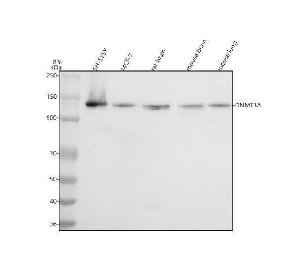  Western blot analysis of Dnmt3a using anti-Dnmt3a antibody (M00136)