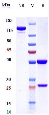 Anti-CD14 Reference Antibody (atibuclimab) on SDS-PAGE under reducing (R) condition