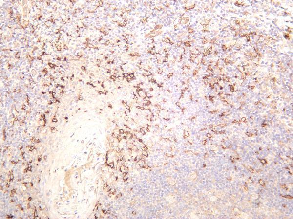 Human tonsil was stained with anti-CD14 rabbit antibody