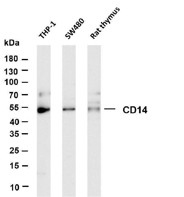 Various whole cell lysates were separated by 4-20% SDS-PAGE, and the membrane was blotted with anti-CD14 antibody