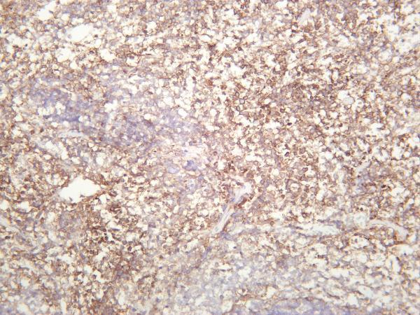 Mouse spleen was stained with anti-CD14 rabbit antibody