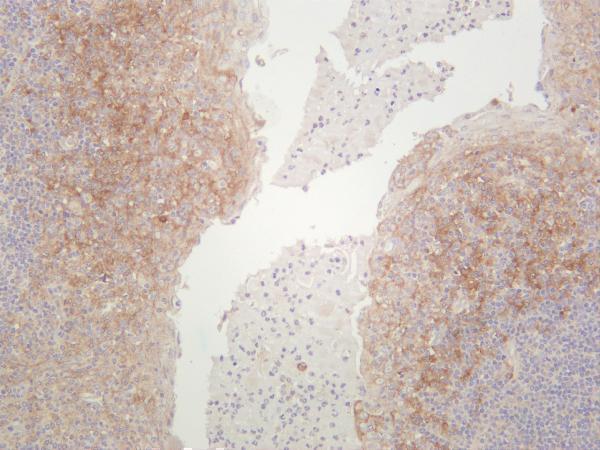 Human tonsil was stained with anti-CD14 rabbit antibody