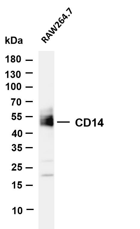 Various whole cell lysates were separated by 4-20% SDS-PAGE, and the membrane was blotted with anti-CD14 antibody
