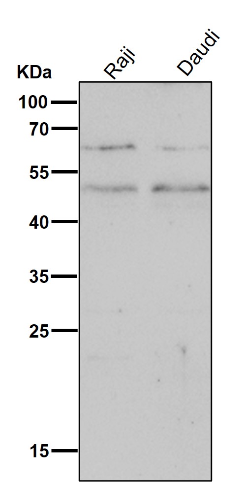 All lanes use the Antibody at 1:2K dilution for 1 hour at room temperature