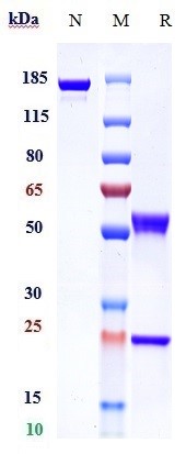 Anti-MMP9 Reference Antibody (andecaliximab) on SDS-PAGE under reducing (R) condition
