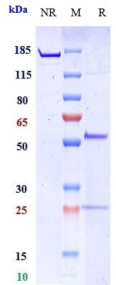 Anti-MMP9 Reference Antibody (Yeda patent anti-MMP-9) on SDS-PAGE under reducing (R) condition