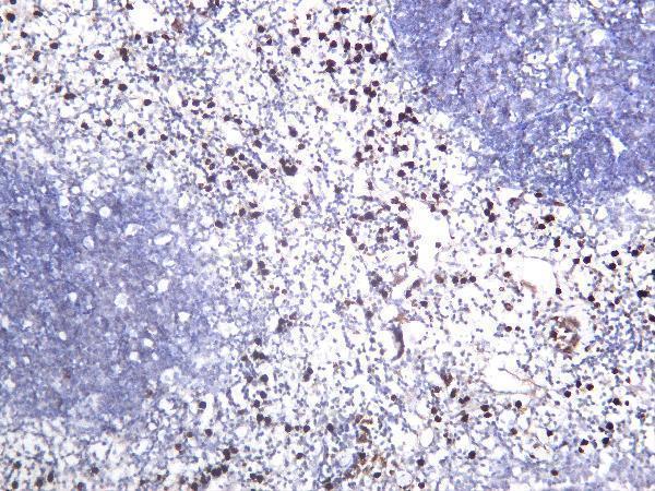 Mouse spleen tissue was stained with anti-MMP9 rabbit Antibody