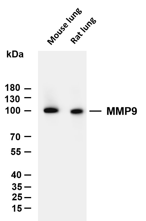 m00139 4 mmp9 primary antibodies wb testing 1