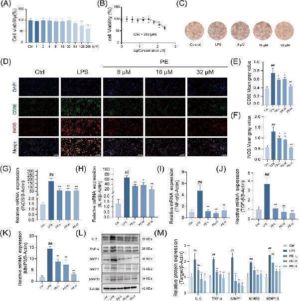 Nti-inflammatory activity of PE against LPS-Induced M1 polarization in RAW264