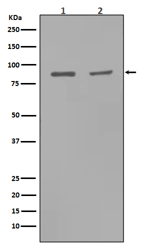Western blot analysis of MMP9 expression in (1)Rat kidney tissue lysate;(2)Rat lung tissue lysate