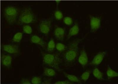 m00140 4 msh2 primary antiboties icc testing 3