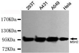 m00140 4 msh2 primary antiboties wb testing 1