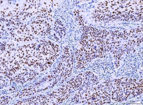 m00140 5 msh2 primary antibodies ihc testing 2