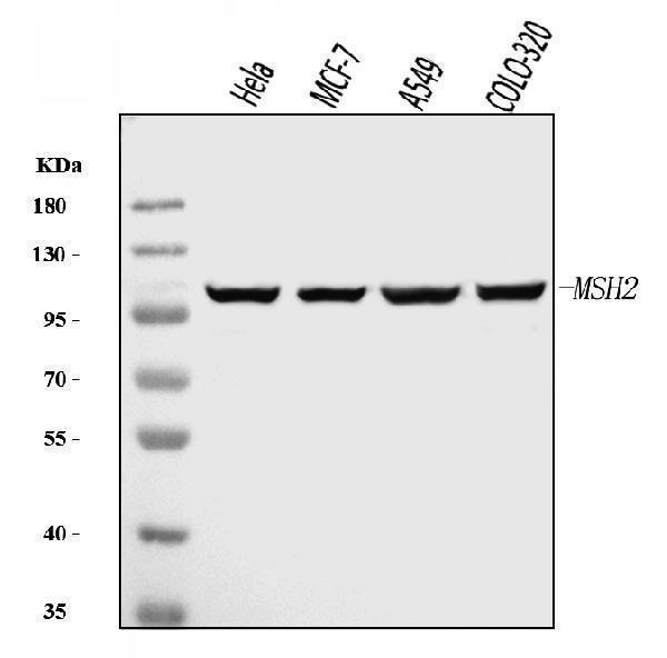 m00140 5 msh2 primary antibodies wb testing 1