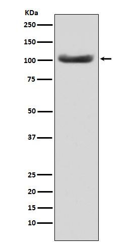 m00140 wb