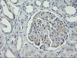 m00141 1 anti rip ripk1 mouse monoclonal antibody clone id oti2d6 ihc testing 9