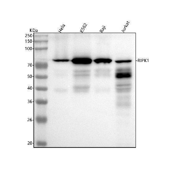  Western blot analysis of RIPK1 using anti-RIPK1 antibody (M00141)