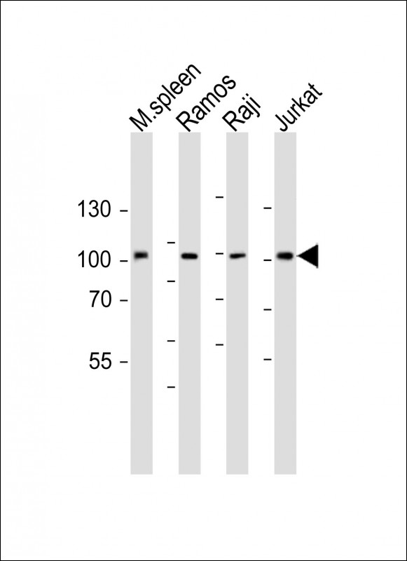 m00142 anti bcl6 antibody center wb testing 1