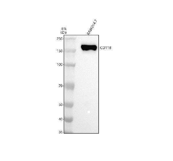  Western blot analysis of CD11B/Integrin Alpha M/ITGAM using anti-CD11B/Integrin Alpha M/ITGAM antibody (M00144-1)