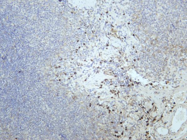 Mouse spleen was stained with anti-CD11b rabbit antibody