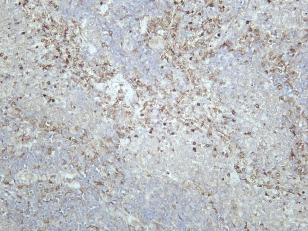 Rat spleen was stained with anti-CD11b rabbit antibody