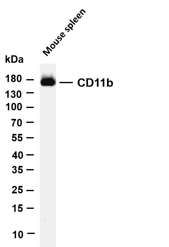 m00144 5 itgam primary antibodies wb testing 4