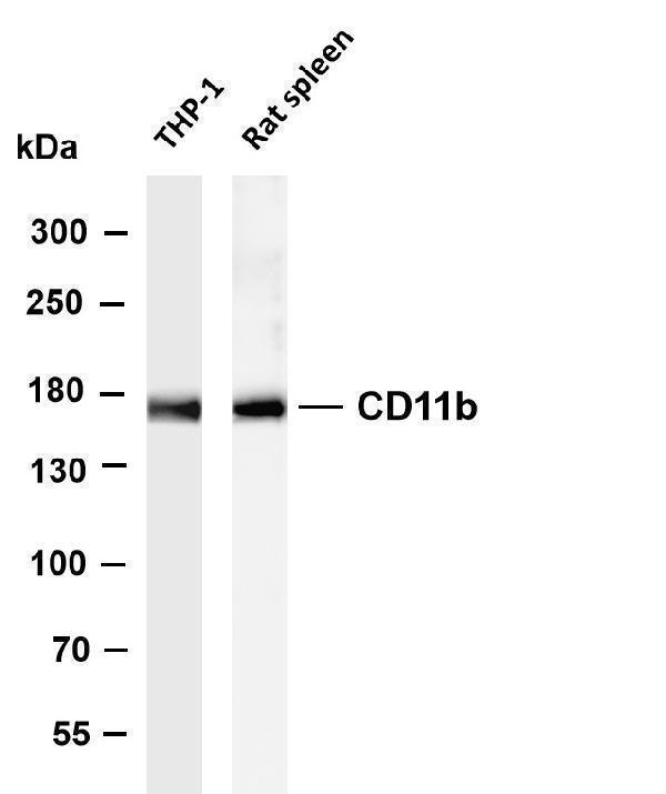 m00144 5 itgam primary antibodies wb testing 5