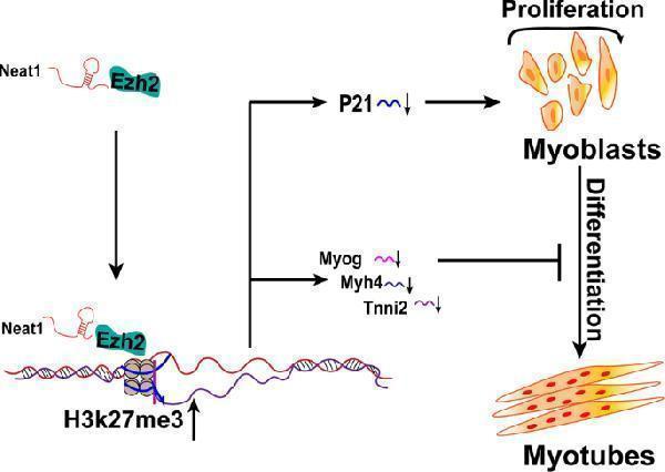 m00145 2 41419_2019_1742_fig8_html