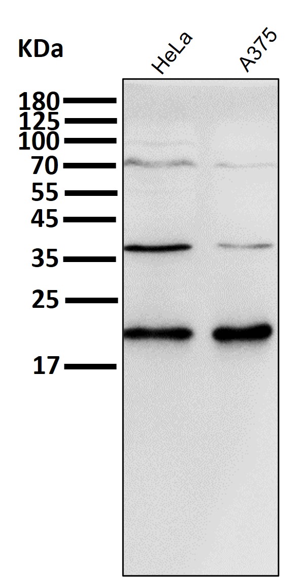 m00145 3 wb7