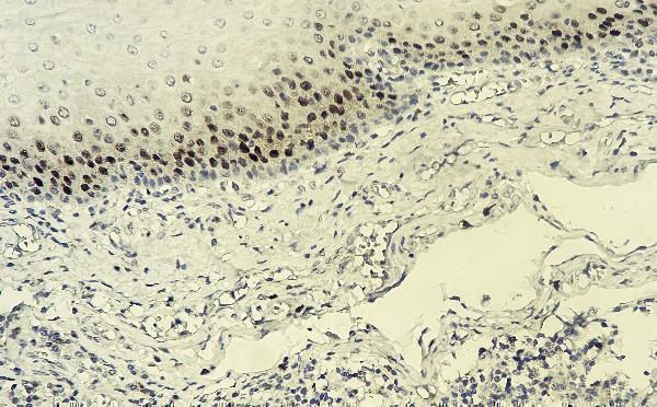 m00145 5 cdkn1a primary antibodies ihc testing 1