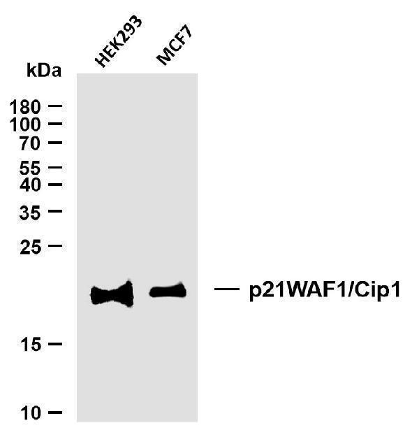 m00145 5 cdkn1a primary antibodies wb testing 1