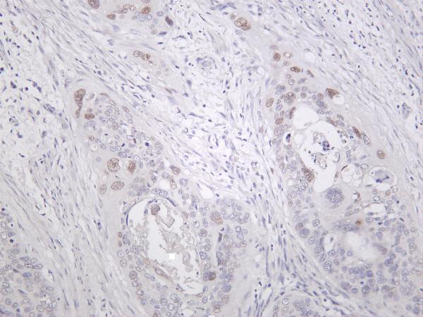 m00145 6 cdkn1a primary antibodies ihc testing 1