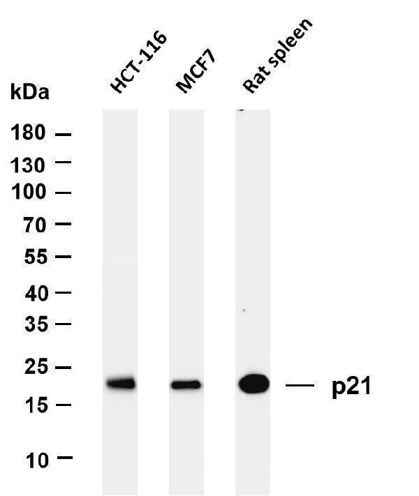 m00145 6 cdkn1a primary antibodies wb testing 1
